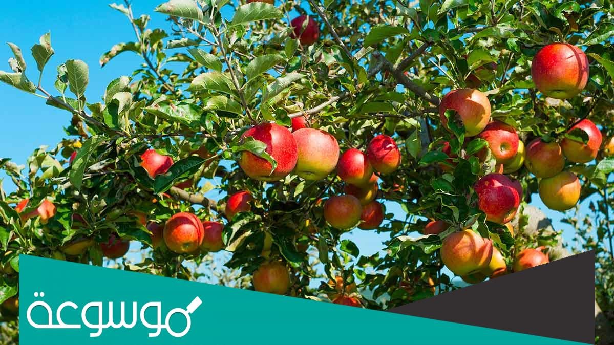 تفسير رؤية التفاح في المنام حسب تفسير ابن سيرين