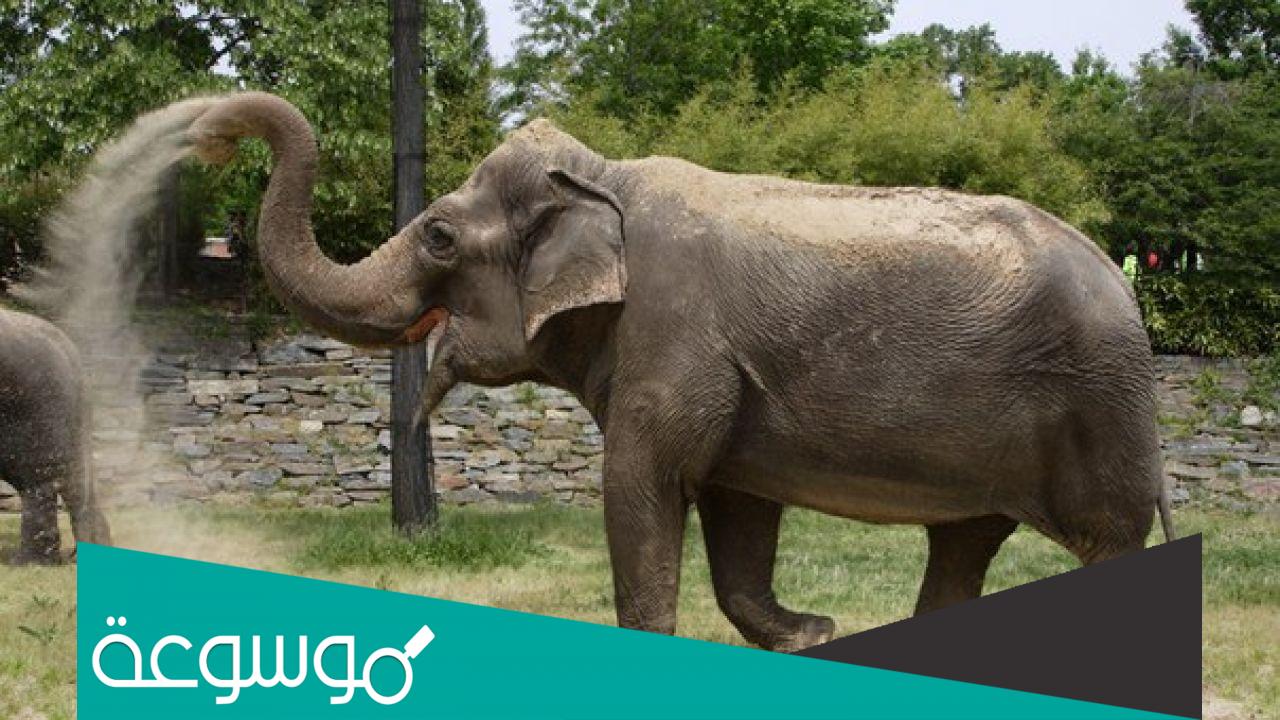 تفسير رؤية الفيل في المنام حسب تفسير ابن سيرين