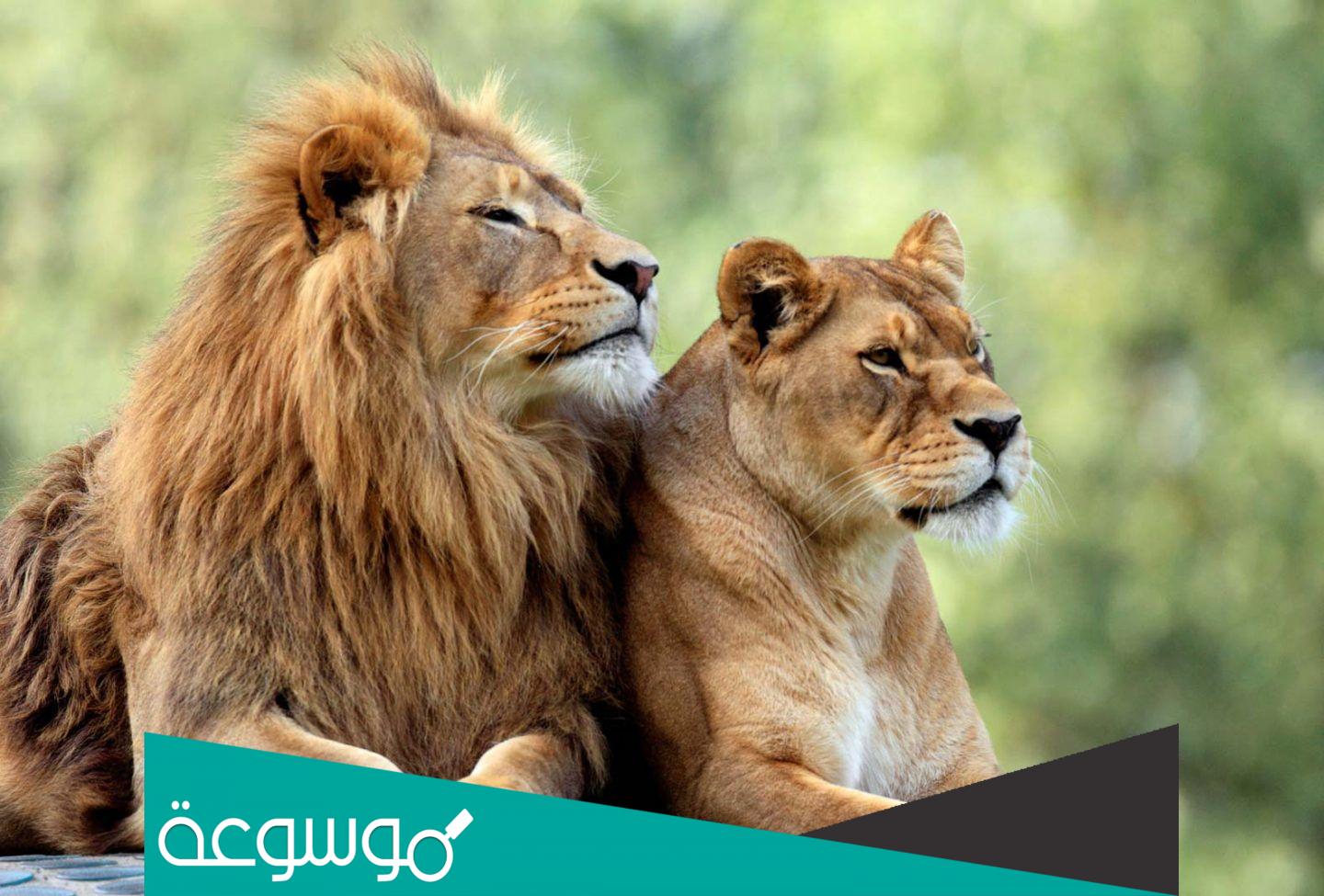 تفسير رؤية اللبؤة مع تفسير الهروب من اللبؤة في المنام حسب تفسير ابن سيرين