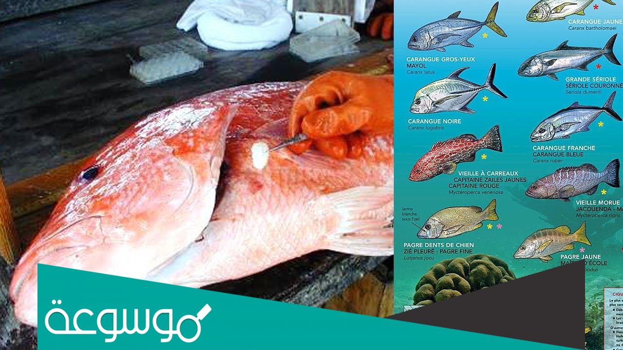 كيفية معرفة عمر السمكة قبل شرائها وطريقة تربيتها