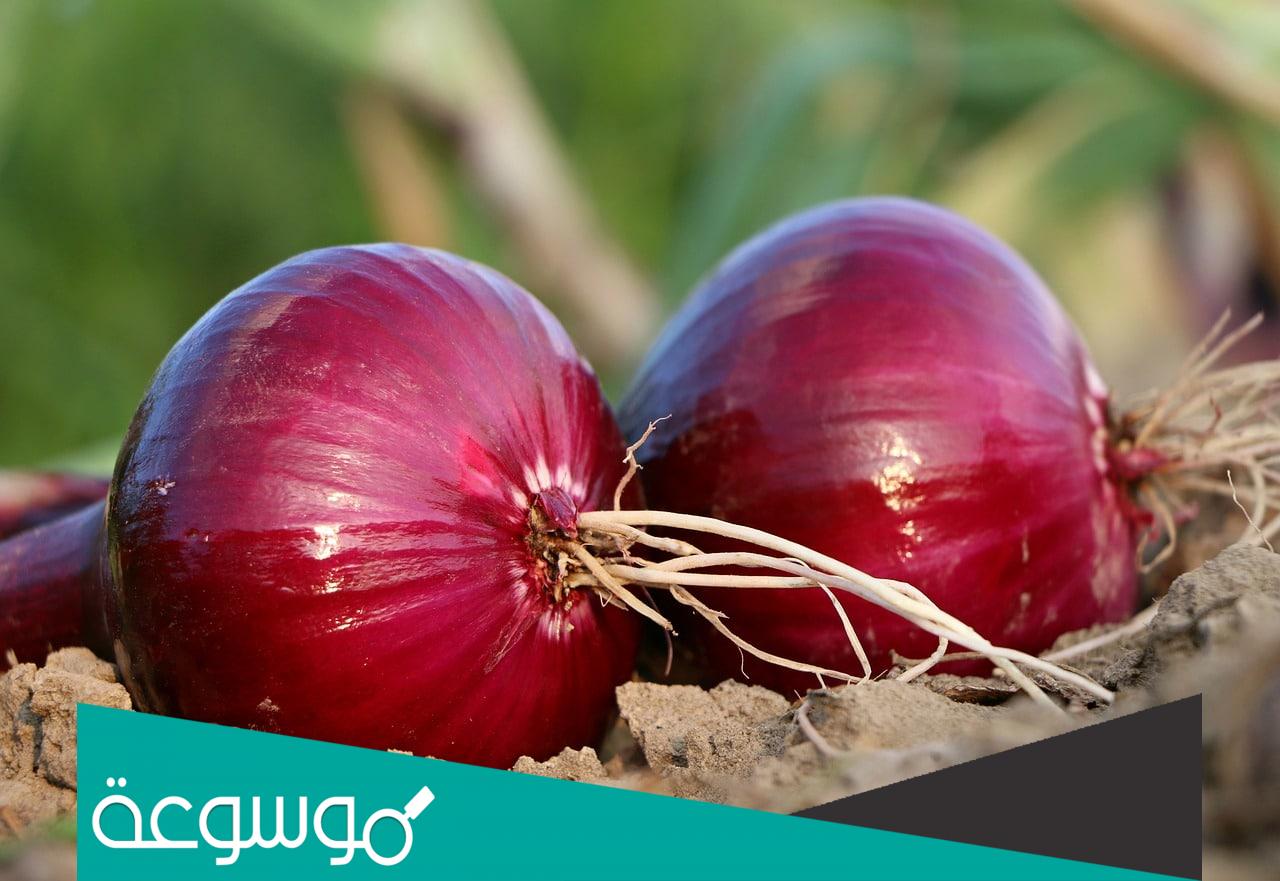 تفسير رؤية إعطاء البصل في المنام للعزباء تفسيرات مختلفة