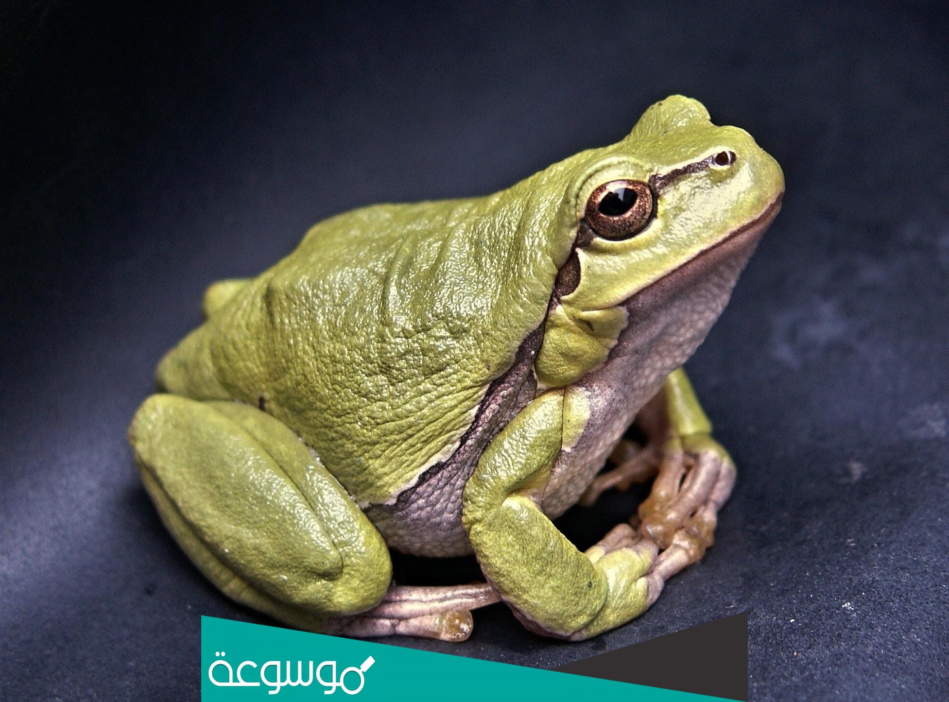 تفسير رؤية الضفدع في البيت حسب تفسير ابن سيرين