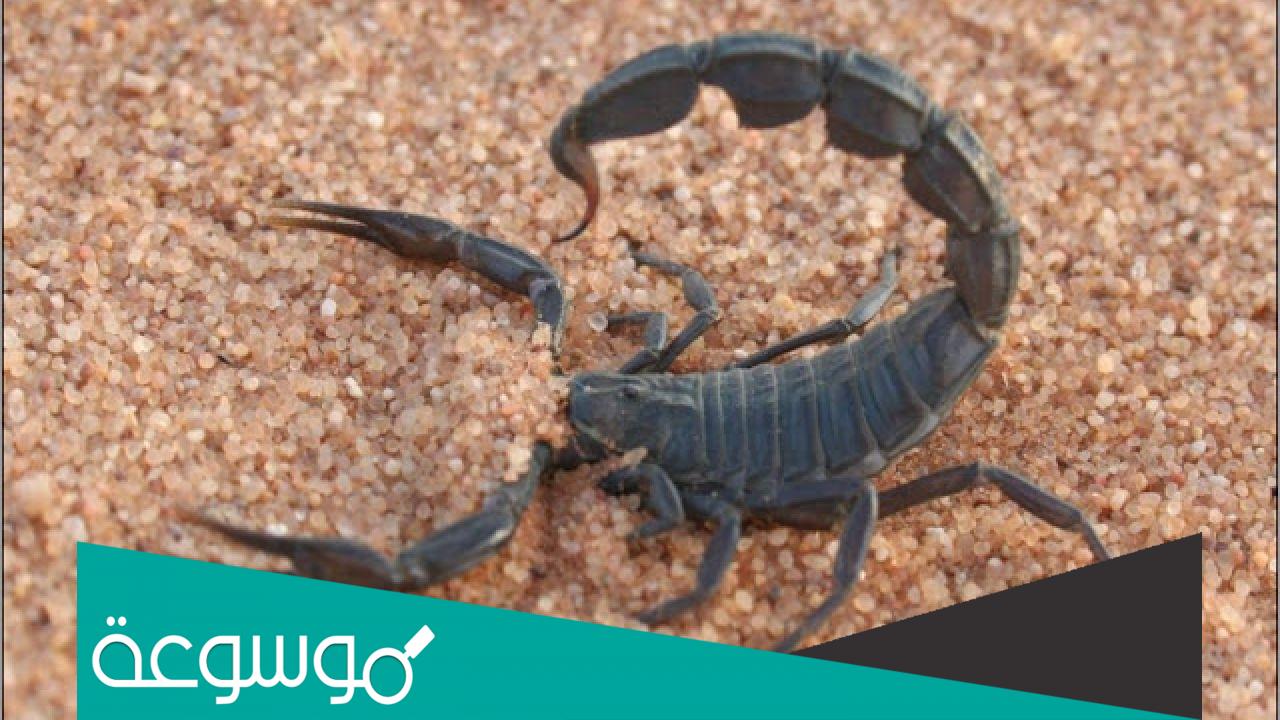 تفسير رؤية لدغة العقرب في المنام حسب تفسير ابن سيرين