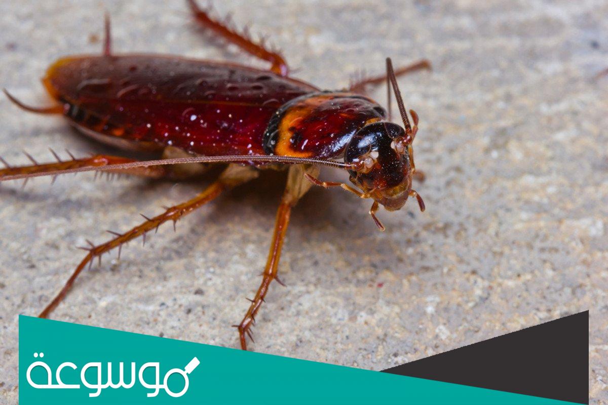 تفسير رؤية صرصور كبير في المنام حسب تفسير النابلسي وابن شاهين للمتزوجة والعزباء والحامل