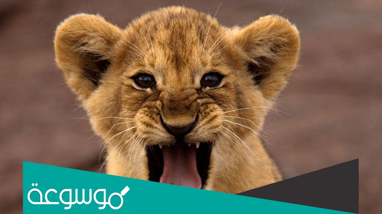 تفسير رؤية شبل الأسد في المنام حسب تفسير ابن سيرين