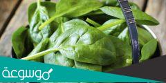 تفسير رؤية السبانخ الأخضر في المنام حسب تفسير ابن سيرين