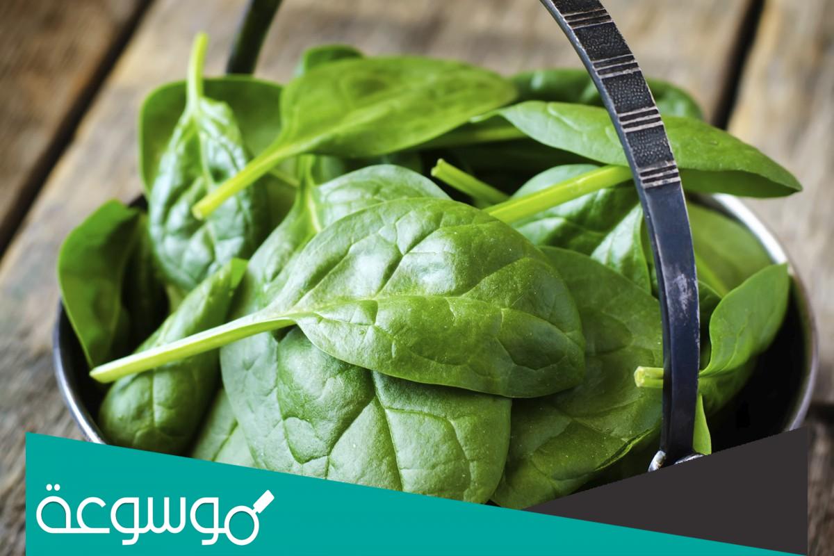 تفسير رؤية السبانخ الأخضر في المنام حسب تفسير ابن سيرين
