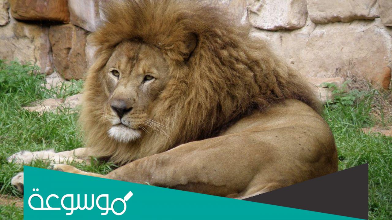 تفسير رؤية الأسد في المنام للعزباء حسب تفسير ابن سيرين