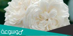 تفسير رؤية الورد الأبيض في المنام حسب تفسير ابن سيرين