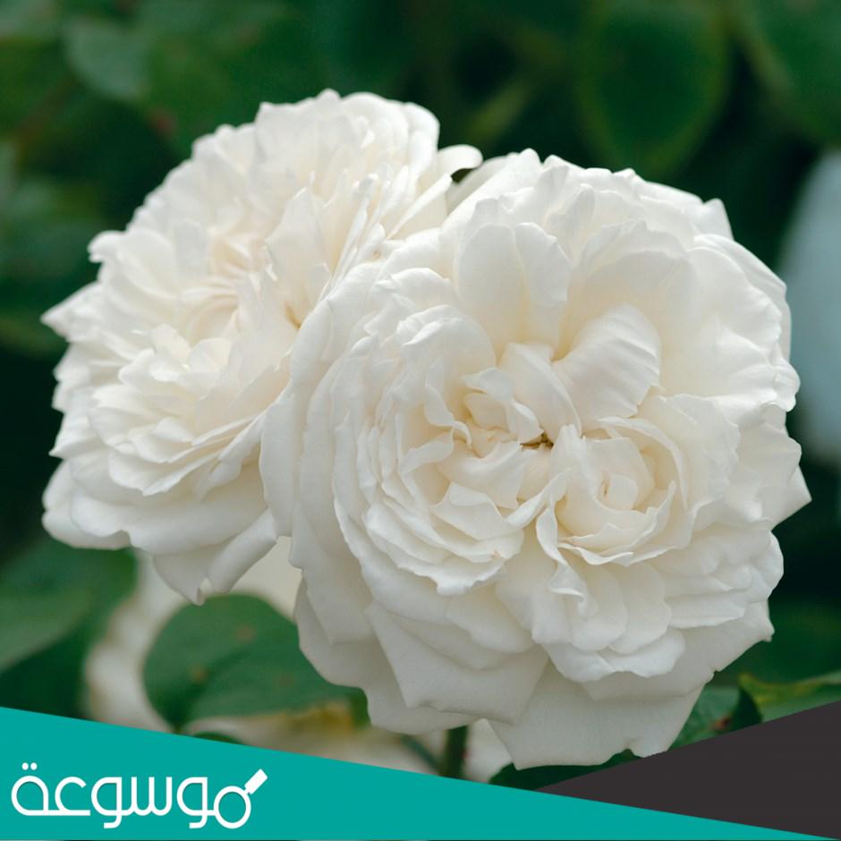 تفسير رؤية الورد الأبيض في المنام حسب تفسير ابن سيرين