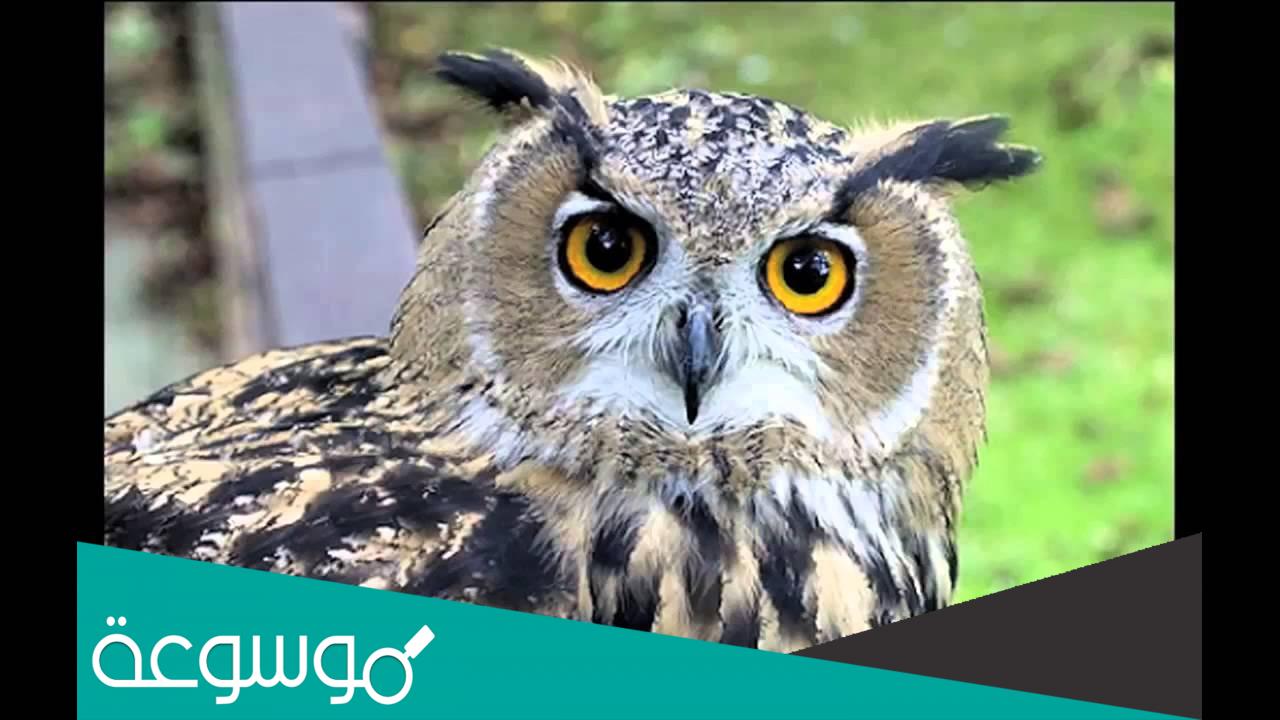تفسير حلم رؤية البومة في المنام تفسيرات مختلفة