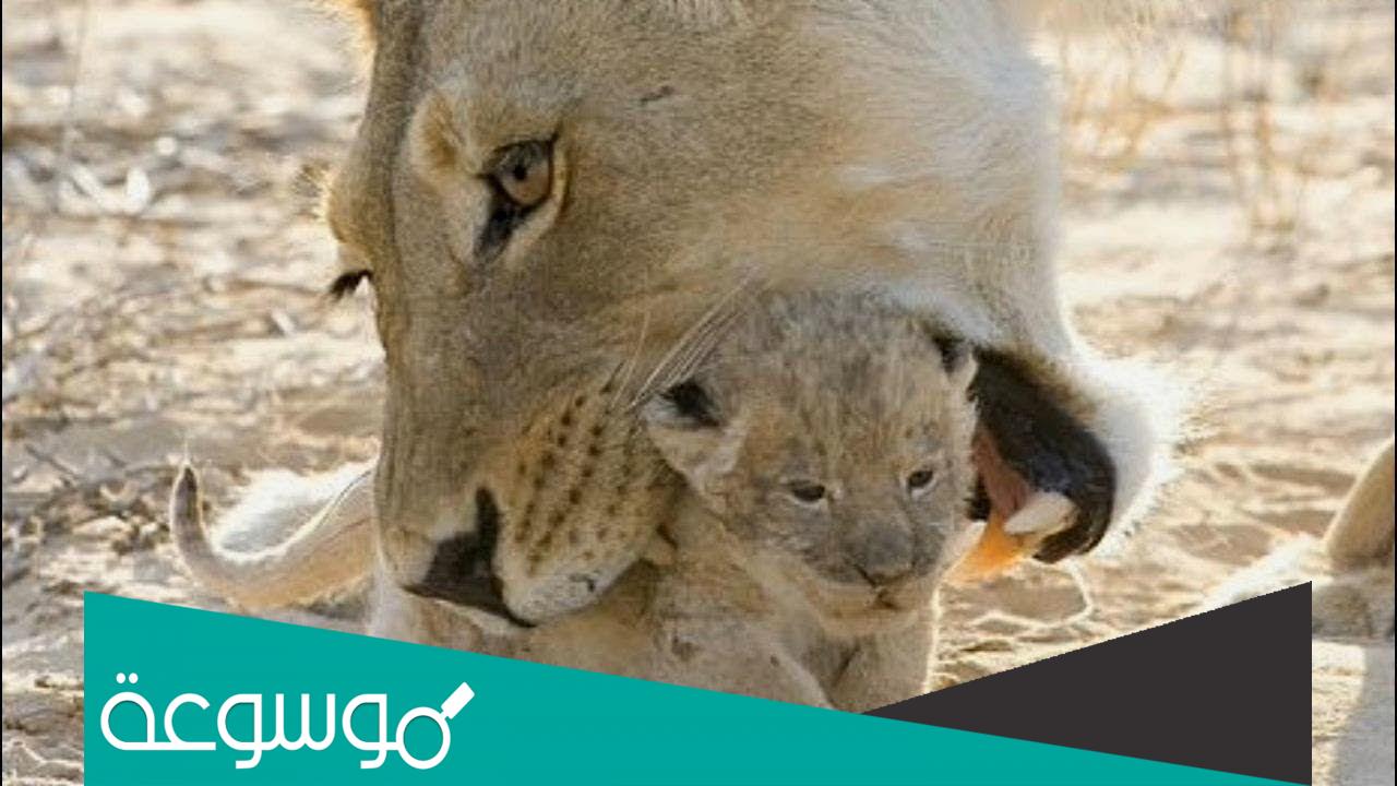 أسباب قتل بعض الحيوانات لصغارها