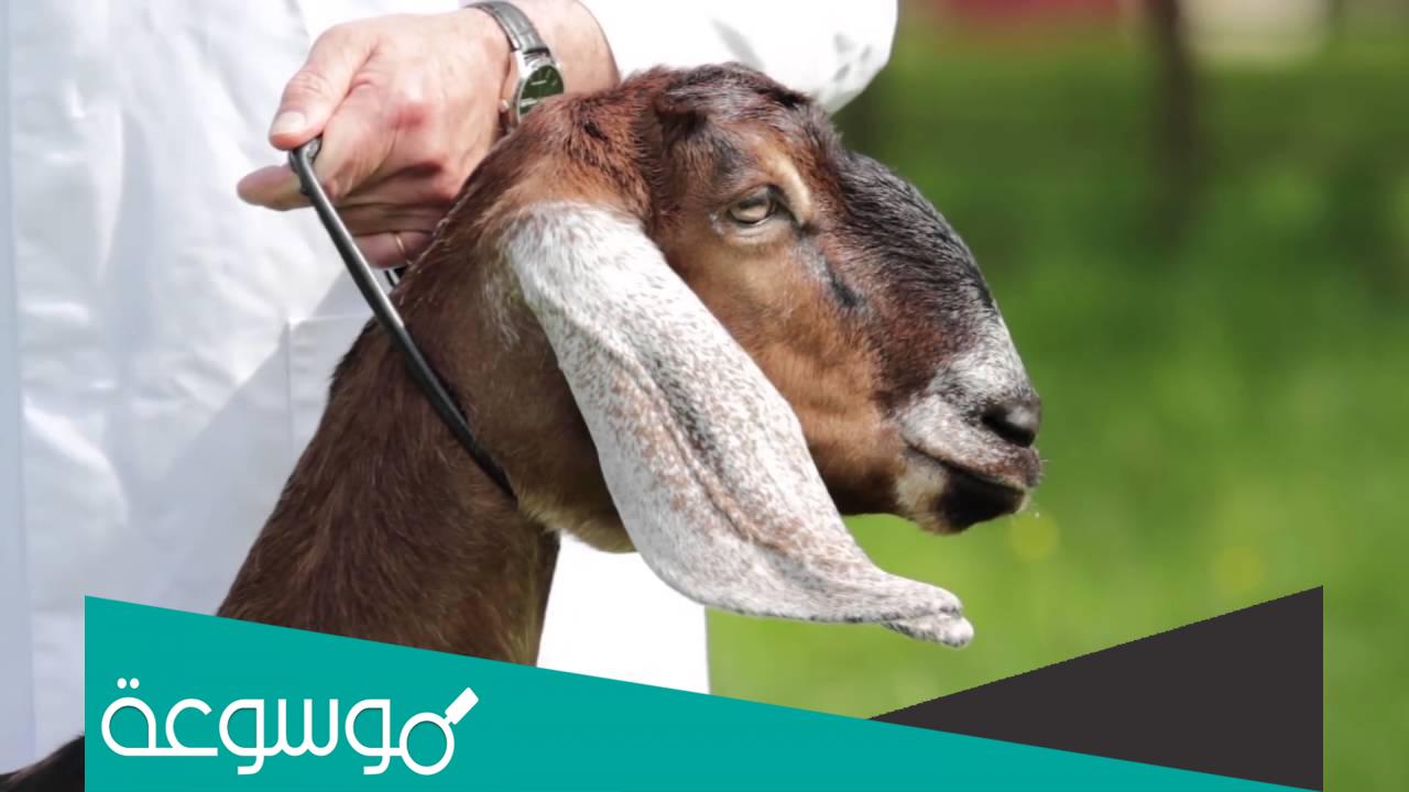 تفسير رؤية الماعز في المنام تفسيرات مختلفة