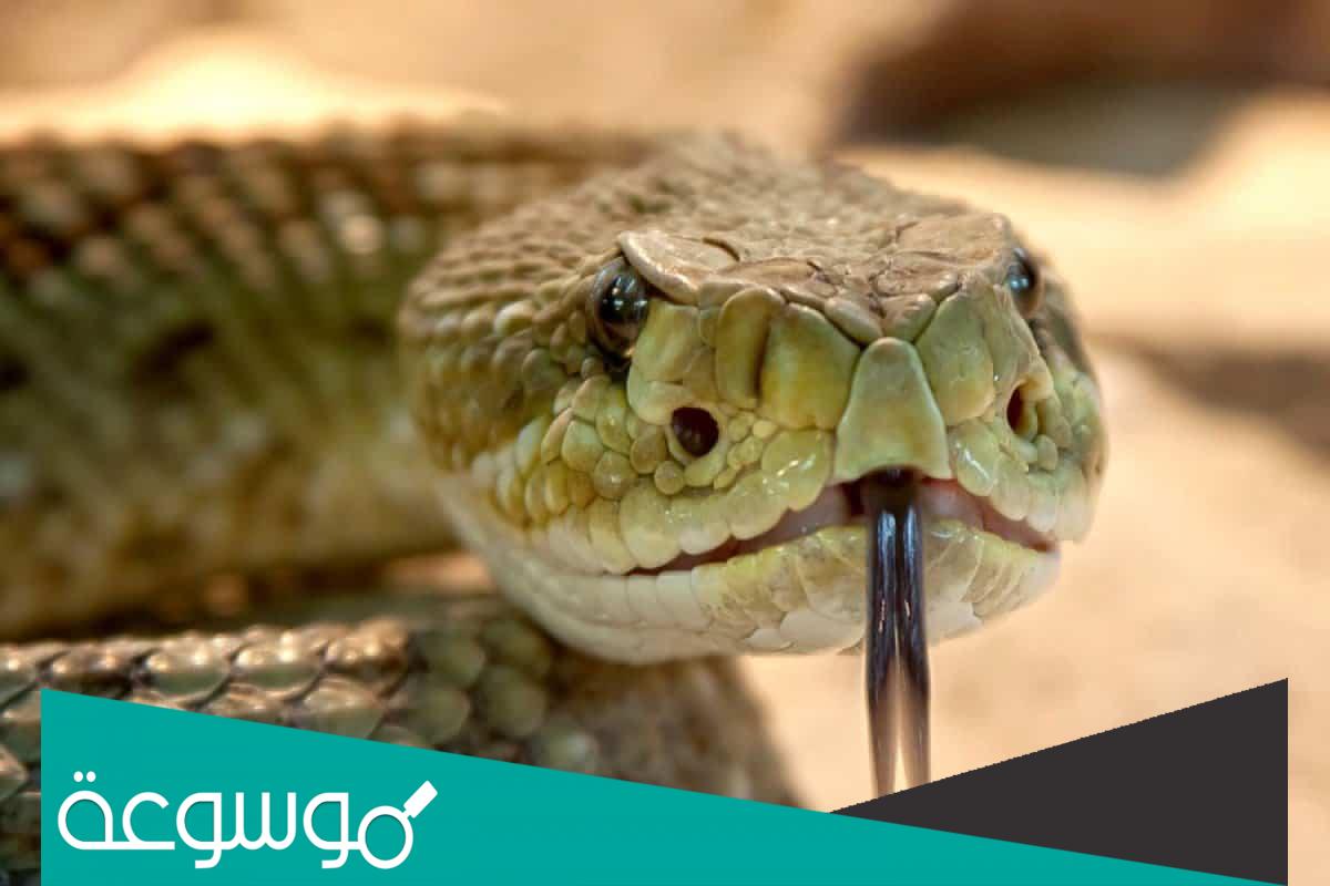 تفسير رؤية الثعبان في المنزل في المنام