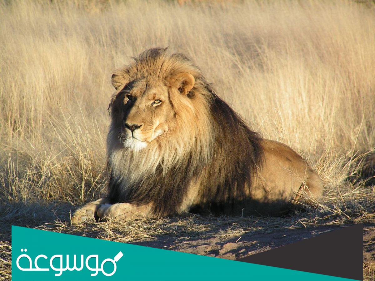 اسم للاسد ورد في القران الكريم