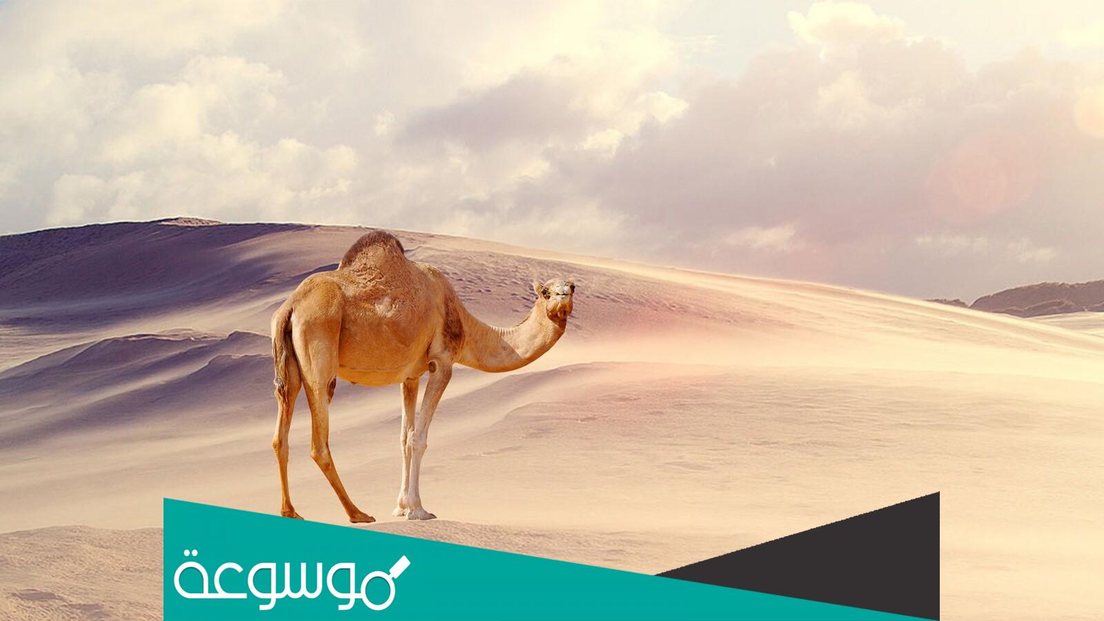 البابطين وش يرجعون