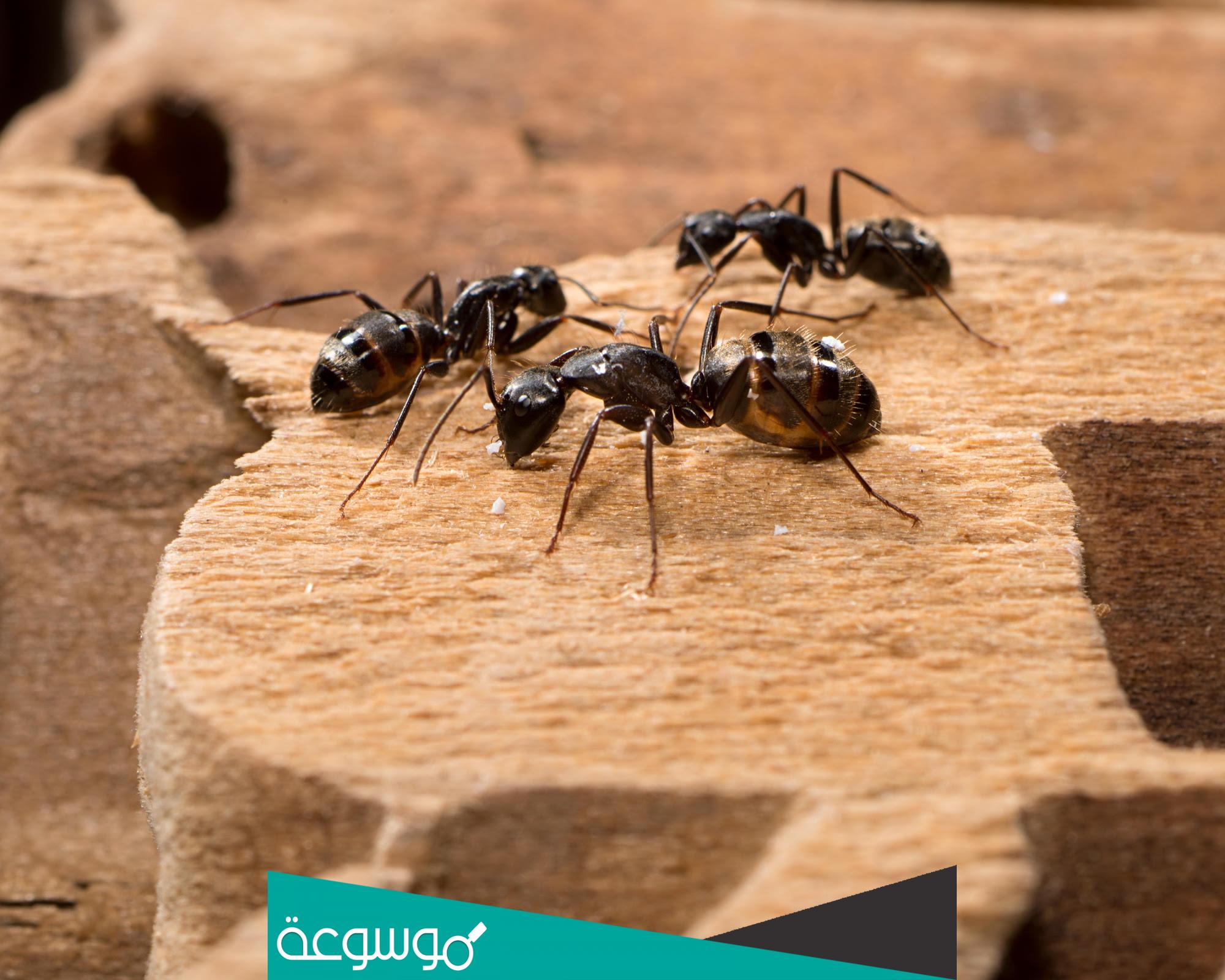 الحشرة المخلوقة من زجاج