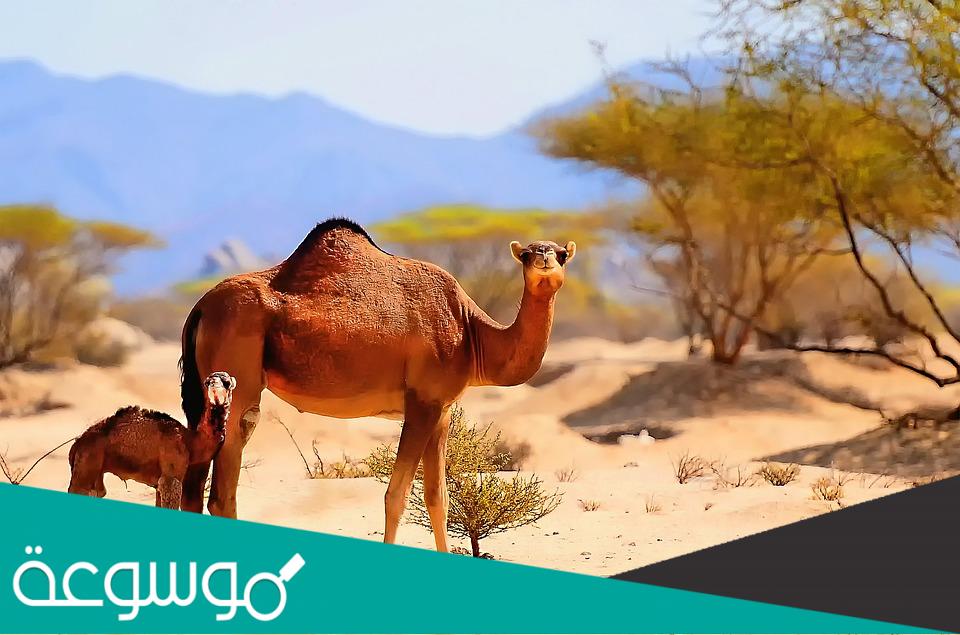 الحصيني القصيم وش يرجعون