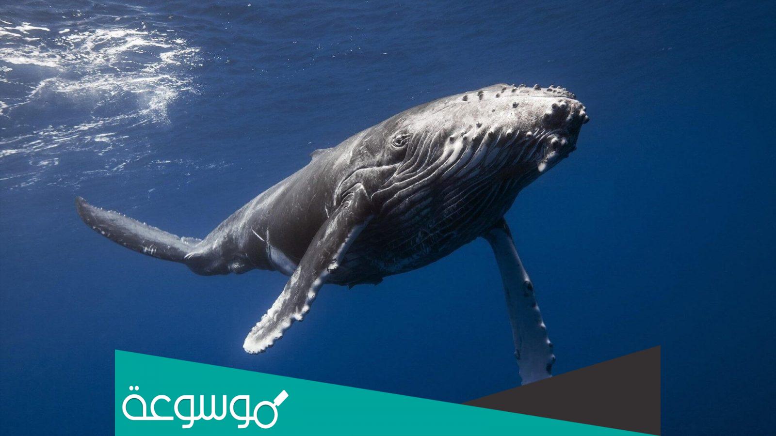 اكبر حيوان على وجه الأرض ما هو