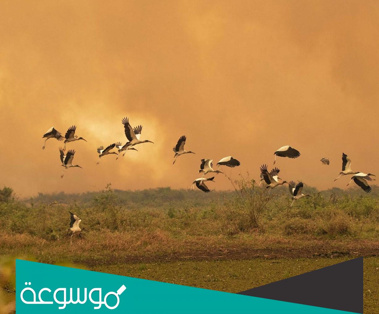 تفسير رؤية الطيور في المنام بالتفصيل حسب تفسير ابن سيرين والنابلسي