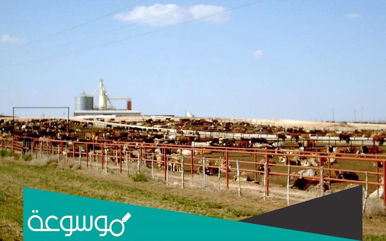 ما هي العليقة الحافظه ؟