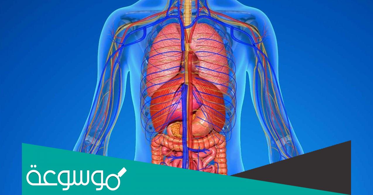 تفسير رؤية جسم الانسان واعضائه في المنام تفسيرات مختلفة