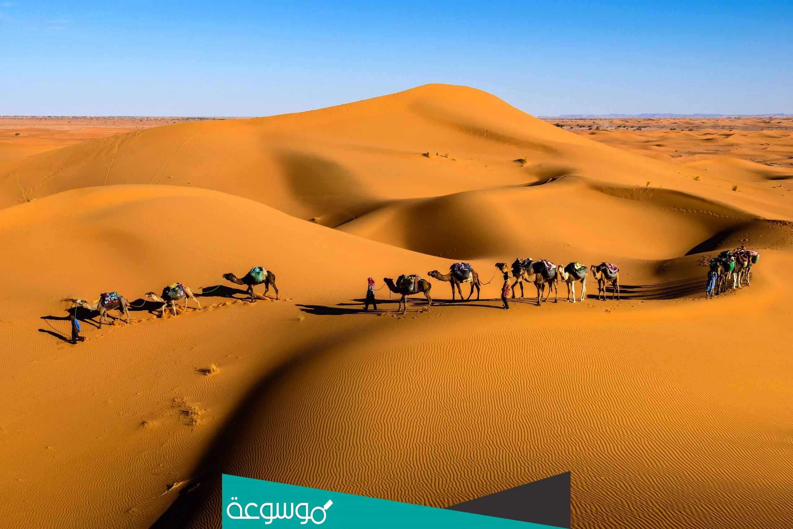 العولقي من ايّ قبيلة
