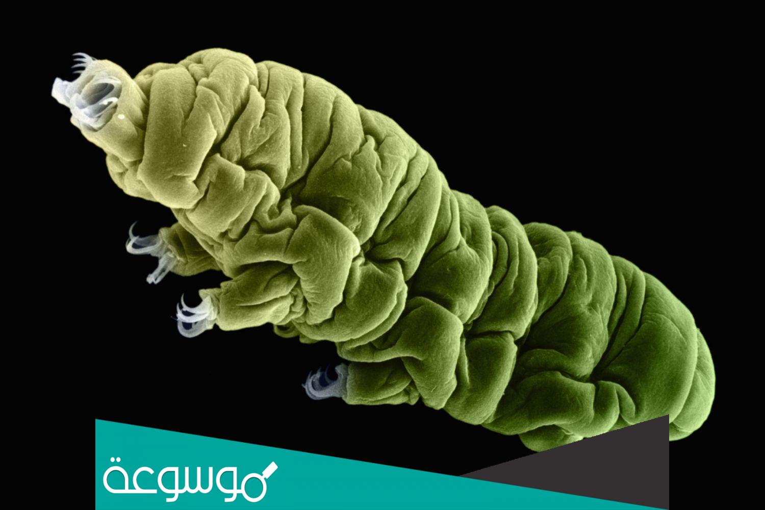 الكائنات الحية المتطرفة