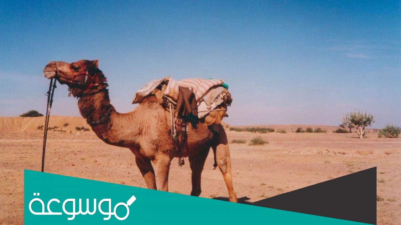 الكريباني وش يرجعون