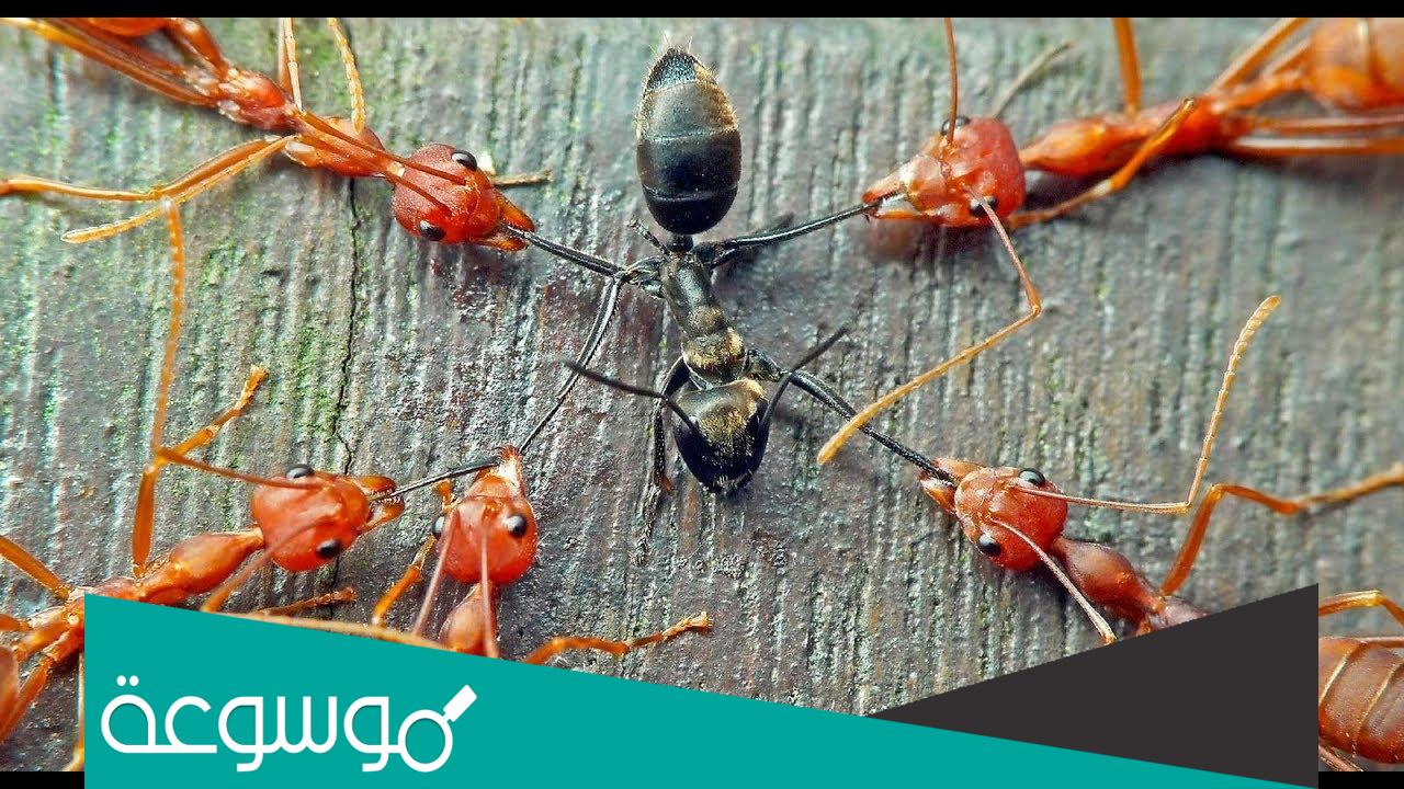 تفسير رؤية النمل في المنام على الجسم بحالات وتفسيرات مختلفة