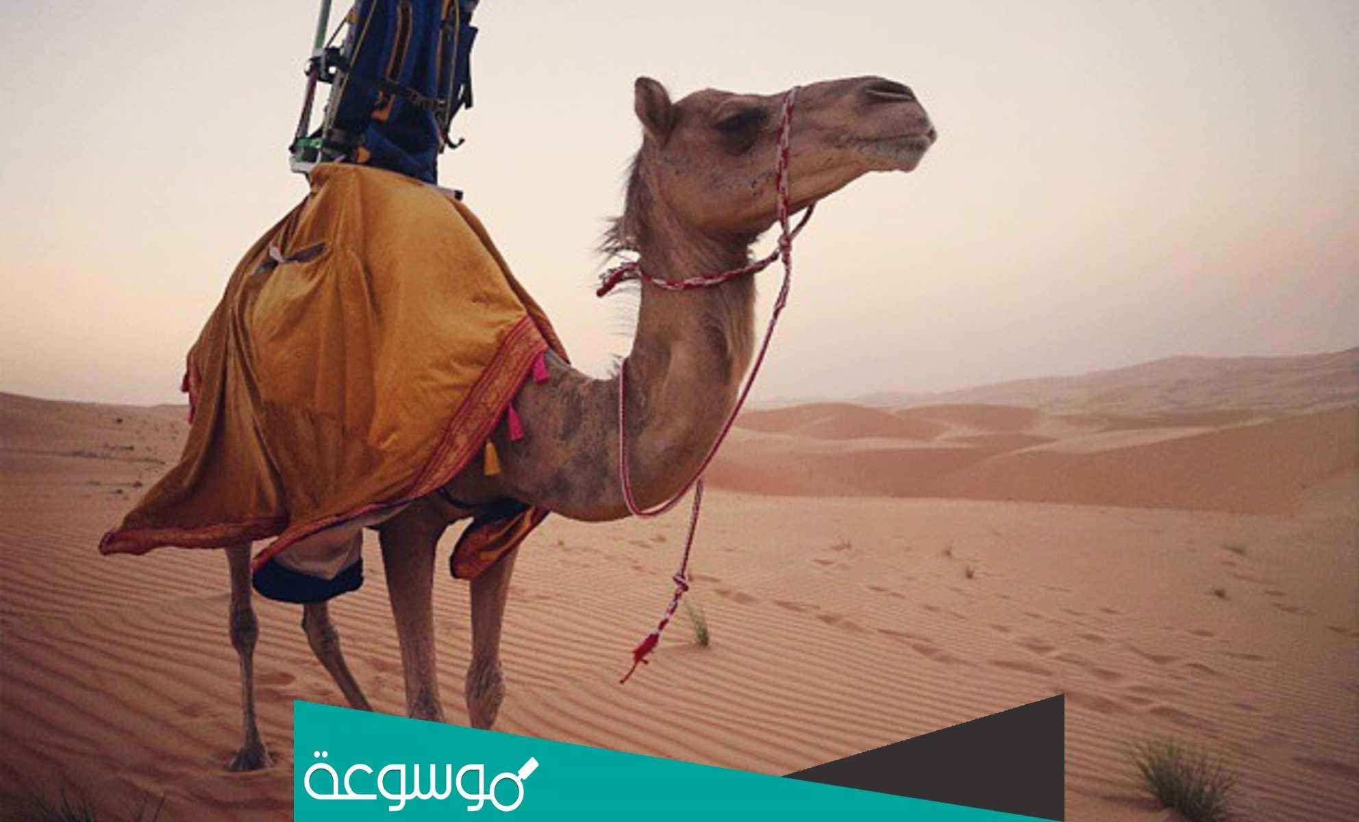 بن جخدب وش يرجع