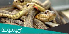 تفسير رؤية أحلام الحيات والثعابين في المنام حسب تفسير ابن سيرين وابن شاهين