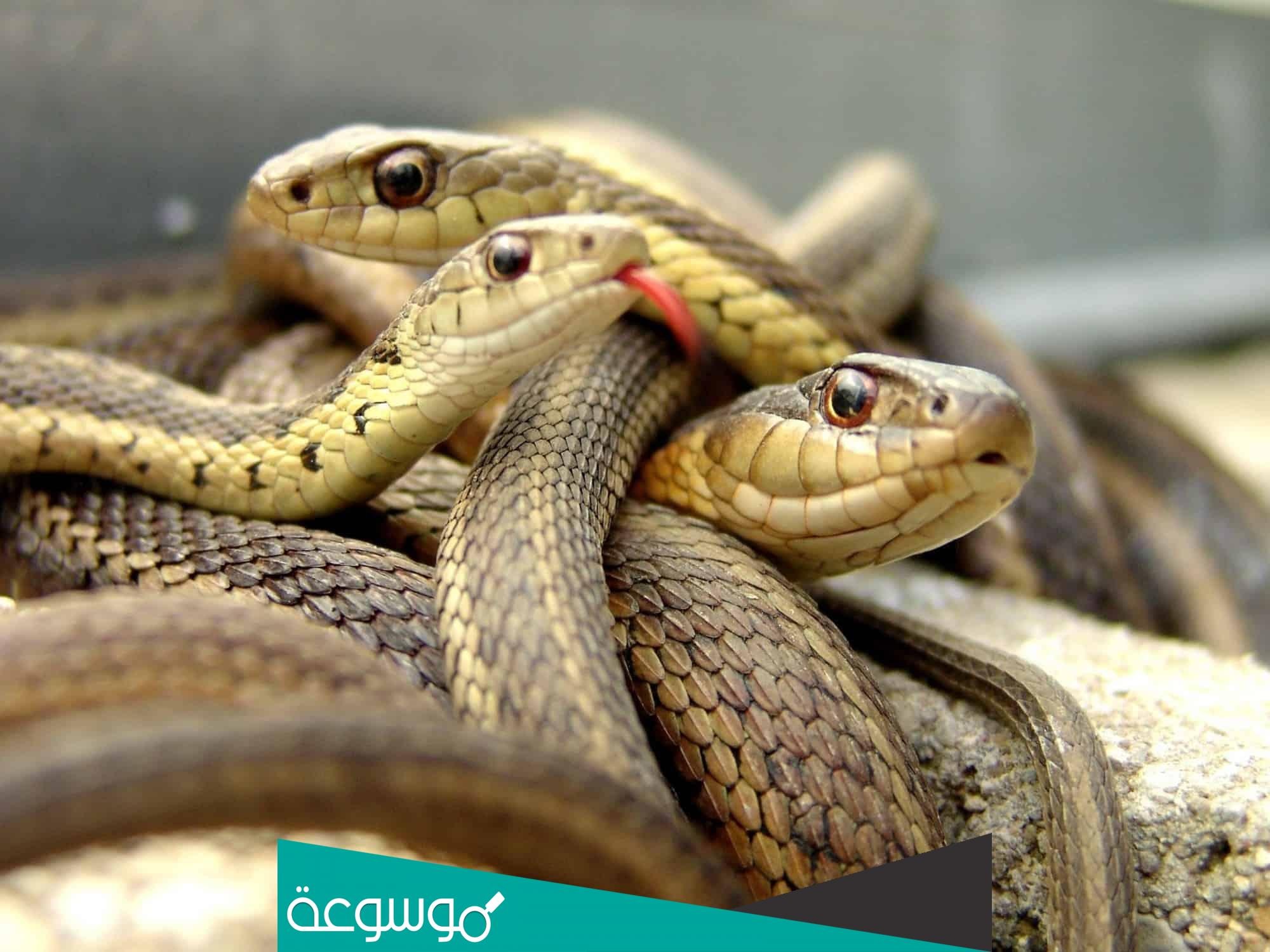 تفسير رؤية أحلام الحيات والثعابين في المنام حسب تفسير ابن سيرين وابن شاهين