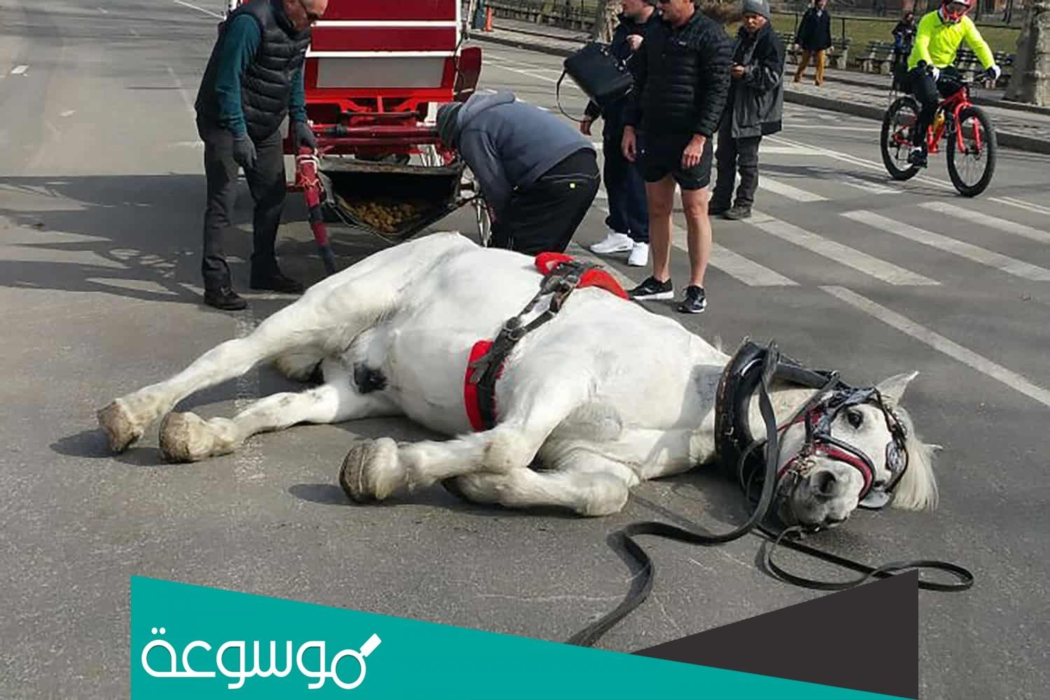 تفسير رؤية الفرس الميت في المنام للعزباء والمتزوجة