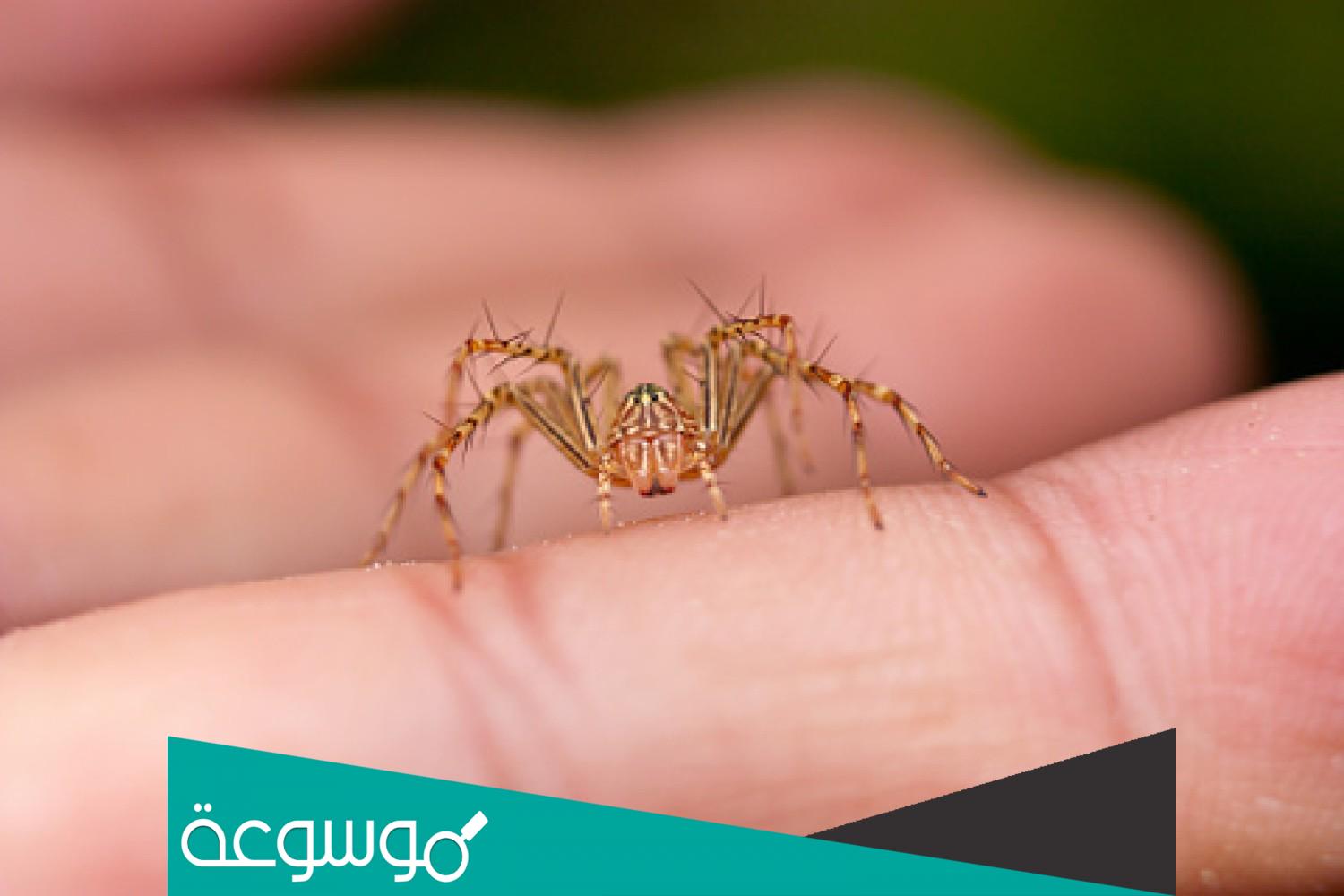 تفسير رؤية لدغة العنكبوت في المنام حسب تفسير ابن سيرين