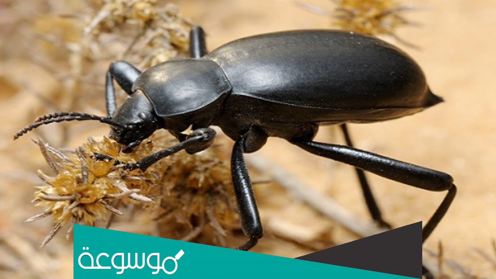 تفسير رؤية الخنفساء في المنام التفسير الشامل لرؤية الخنفساء