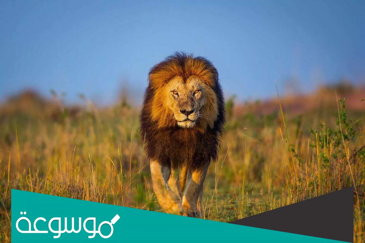 حيوان ليس له أسنان هل هو الاسد