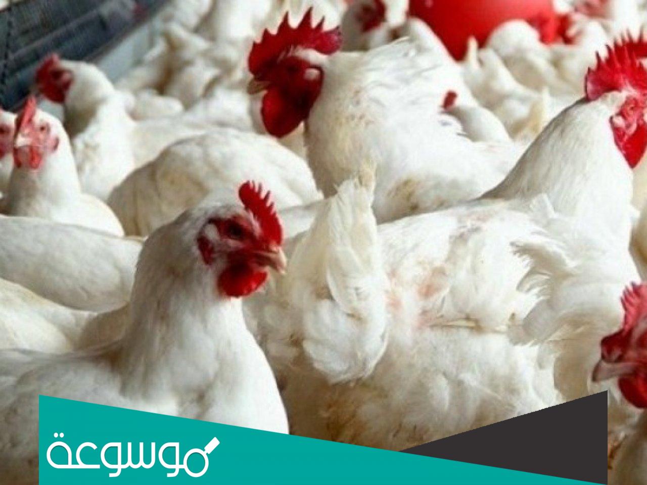 تفسير رؤية الدجاج الحي في المنام حسب تفسير ابن سيرين