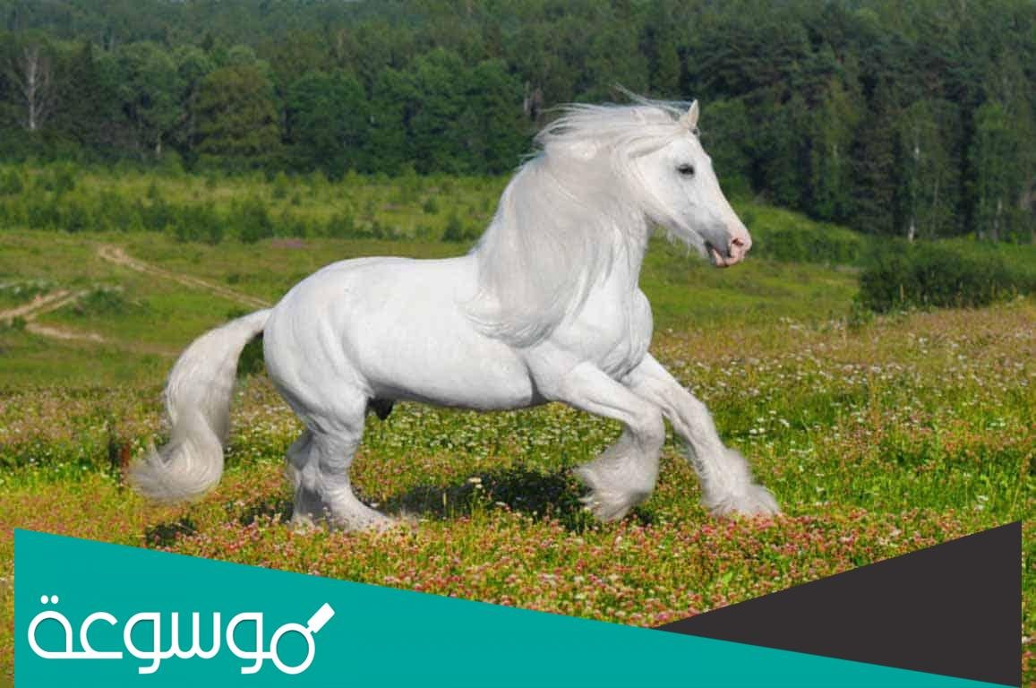 تفسير رؤية حصان أبيض في المنام للفتاة حسب تفسير ابن سيرين