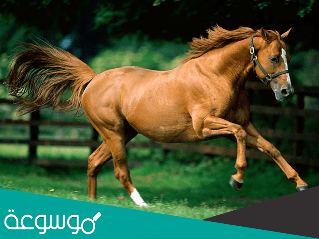 تفسير رؤية وفاة حصان في المنام حسب تفسير ابن شاهين