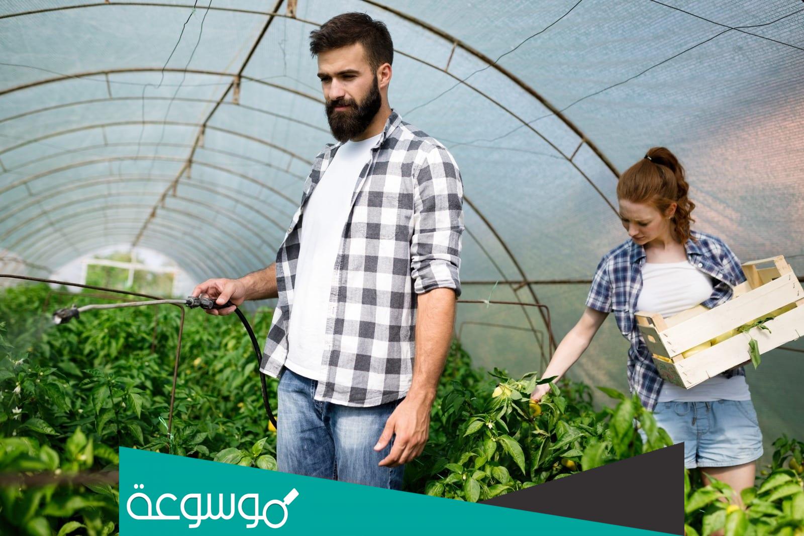 تفسير رؤية زرع الخضار في المنام للمتزوجة