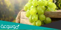 تفسير رؤية سقي عناقيد عنب كبيرة في المنام