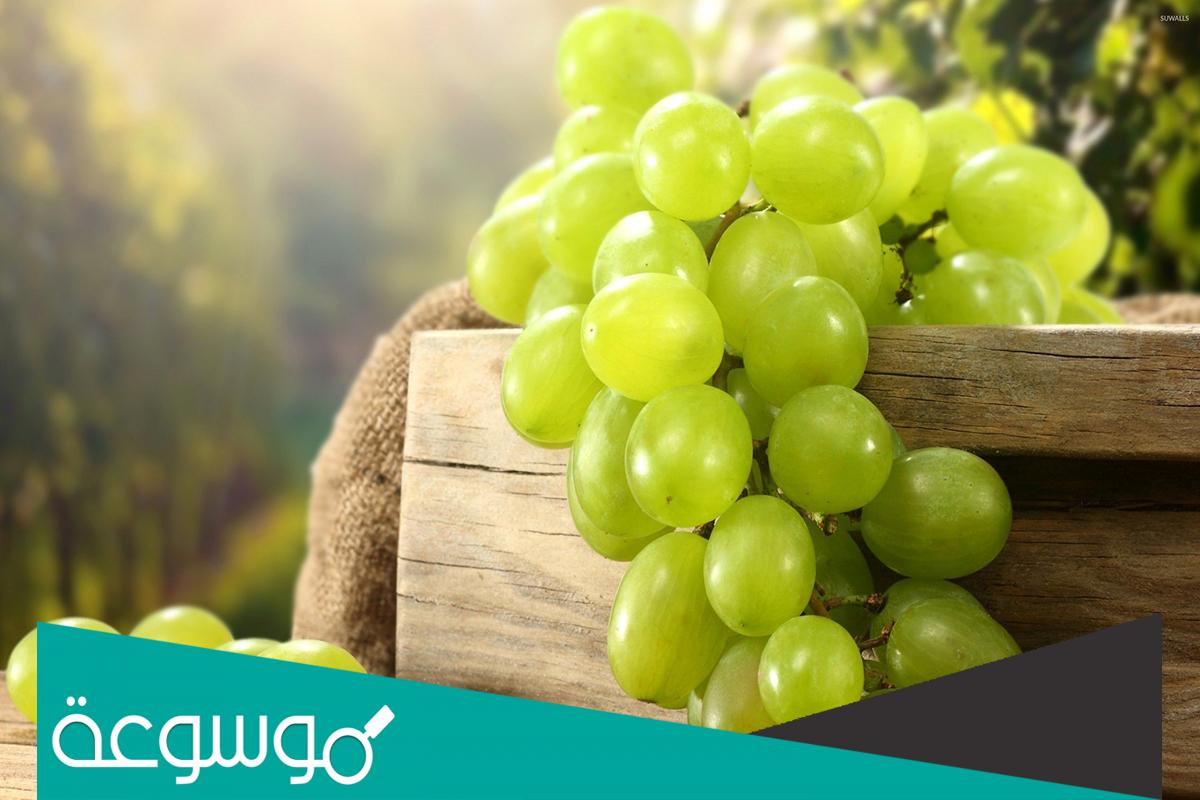 تفسير رؤية سقي عناقيد عنب كبيرة في المنام