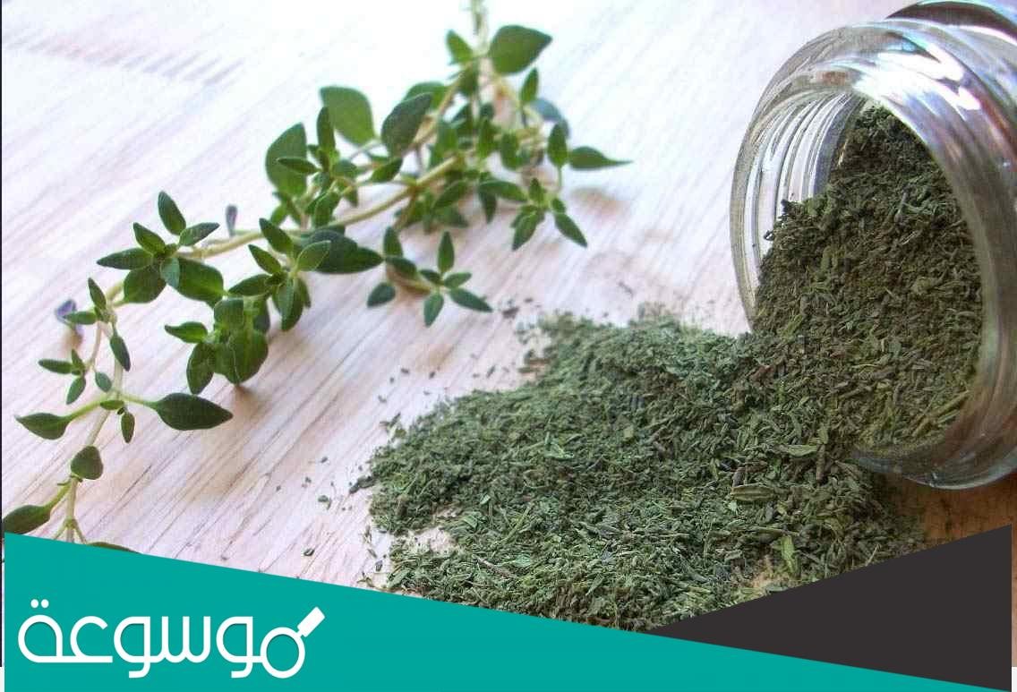 فوائد الزعتر للتخسيس السريع وكيفية استخدامه