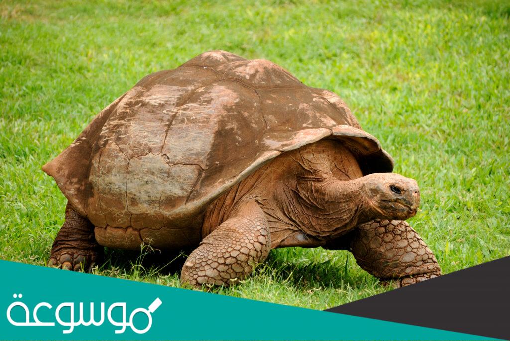 تفسير رؤية السلاحف في المنام حسب تفسير ابن سيرين