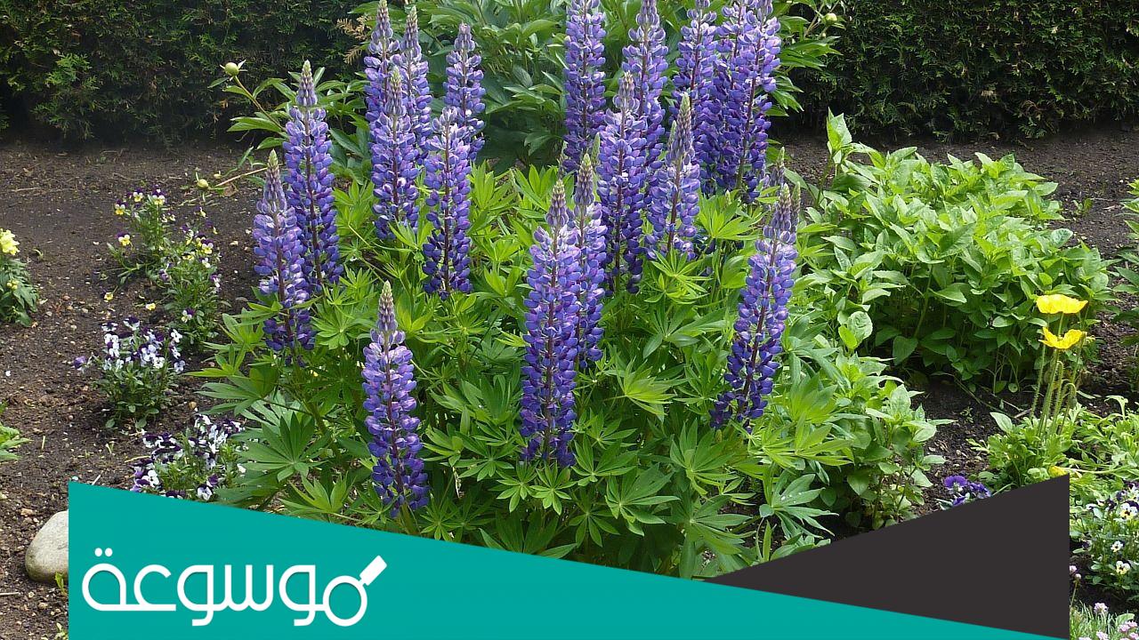 طريقة استخدام كف مريم جابر القحطاني