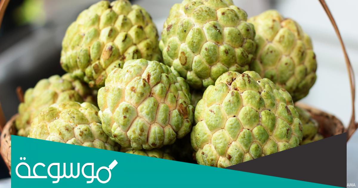 طريقة تناول نبات القشطة وأهم فوائدها