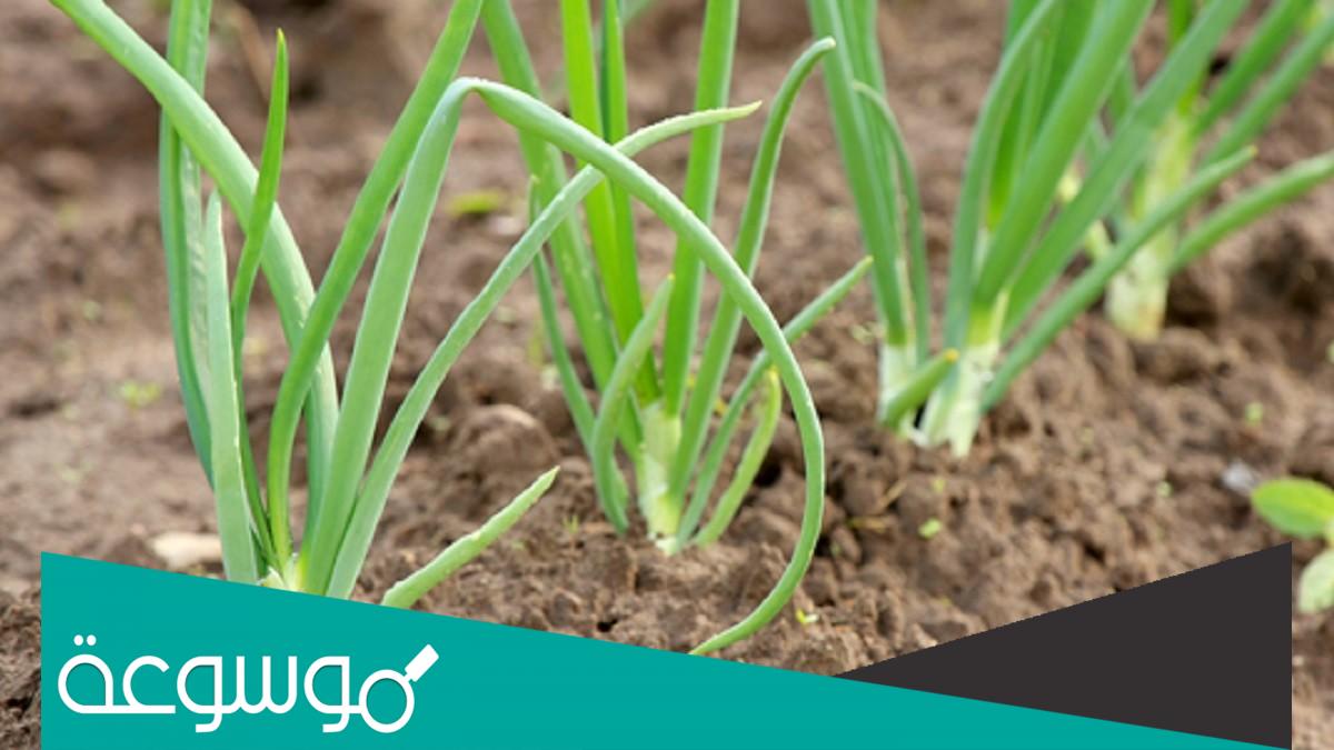 تفسير رؤية زراعة البصل الأخضر في المنام للعزباء والمتزوجة