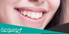 عدد اسنان الشخص البالغ