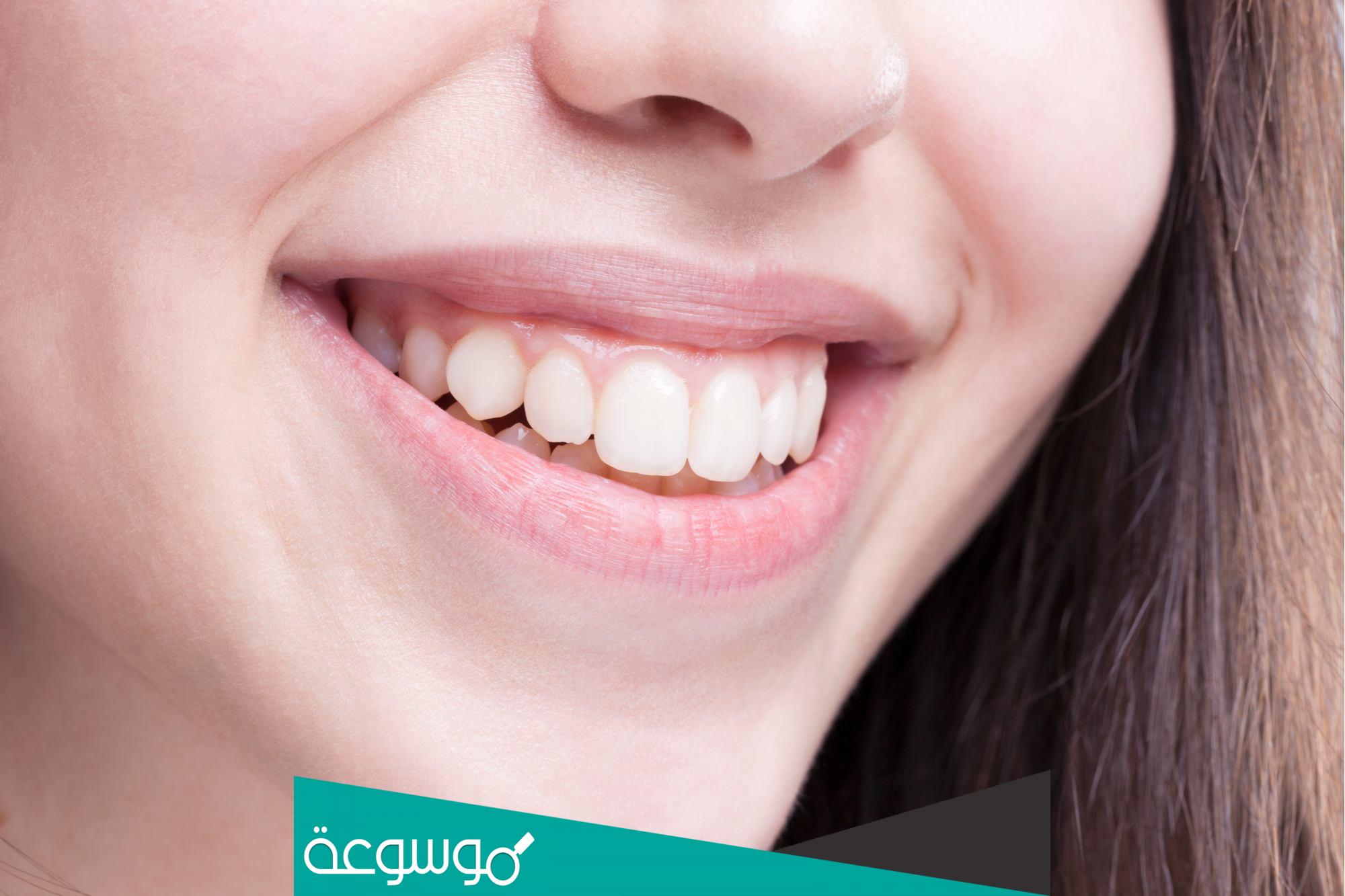 عدد اسنان الشخص البالغ